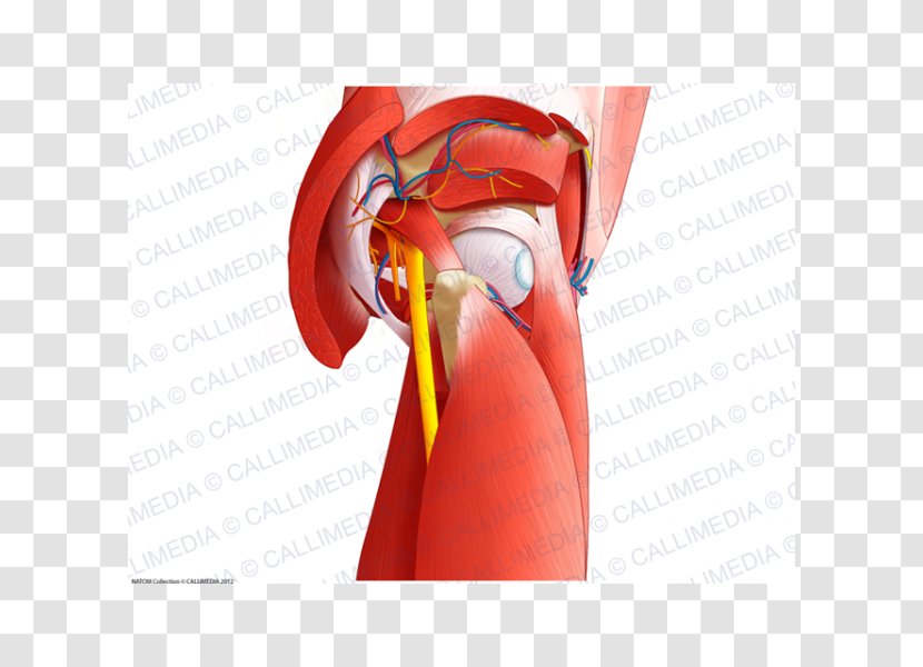 Muscles Of The Hip Pelvis Nerve - Flower - Heart Transparent PNG