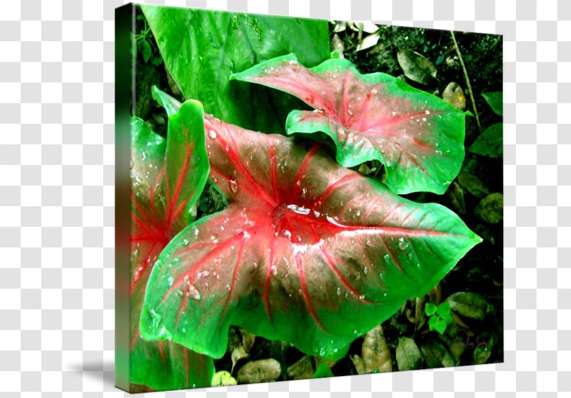 Petal Leaf Plant Stem Annual Transparent PNG