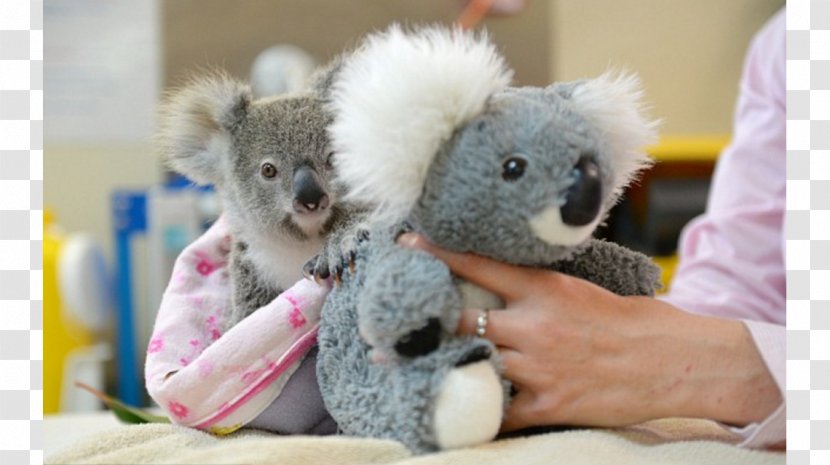 Australia Zoo Baby Koala Stuffed Animals & Cuddly Toys Bear - Tree Transparent PNG