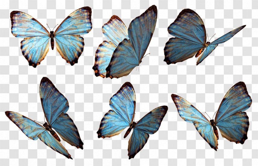 Monarch Butterfly Clip Art - Organism - Blue Transparent PNG