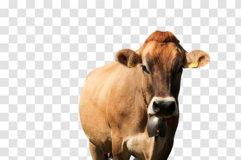 Dairy Cattle Goat Dairy Snout Dairy Product Transparent PNG