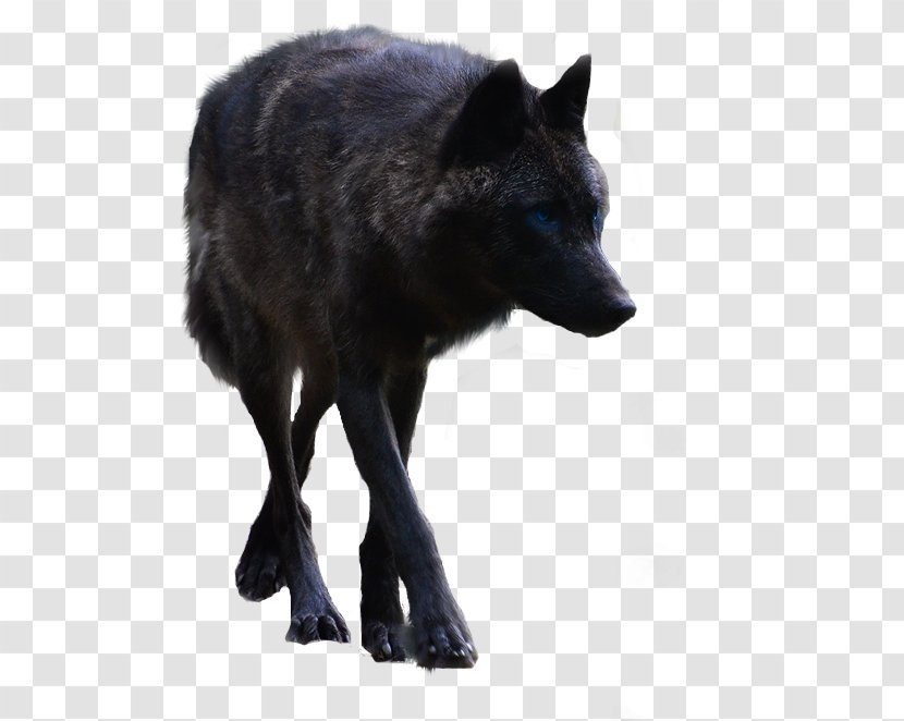 Gray Wolf Raster Graphics Editor PhotoFiltre PhotoScape - Black - Snout Transparent PNG