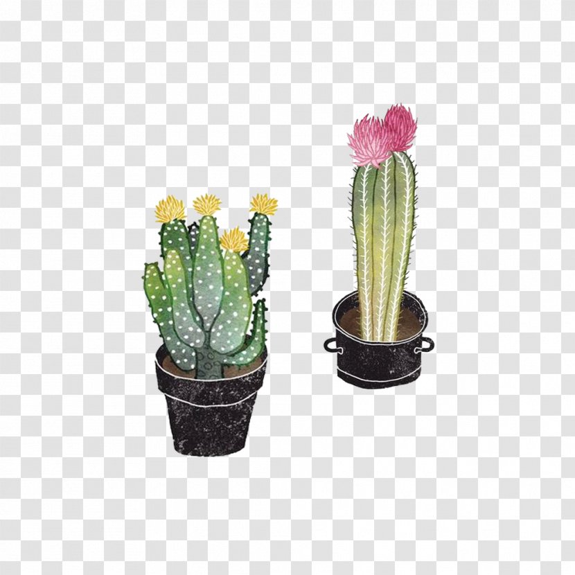 Opuntioideae Succulent Plant Drawing Illustration - Flowerpot - Prickly Pear Cactus Flowers Open Transparent PNG