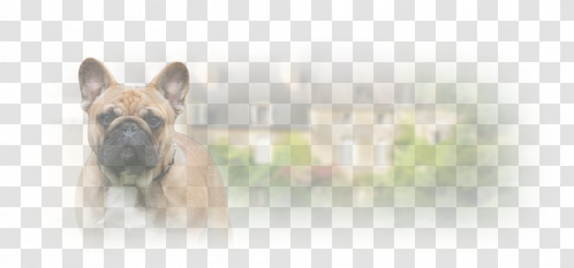 French Bulldog Dog Breed Non-sporting Group (dog) - Snout - Marver Transparent PNG
