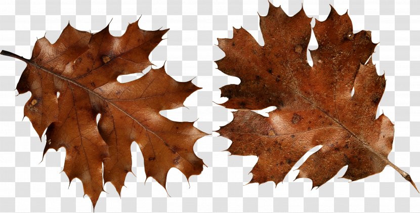 Autumn Leaf Color Brown Clip Art Transparent PNG
