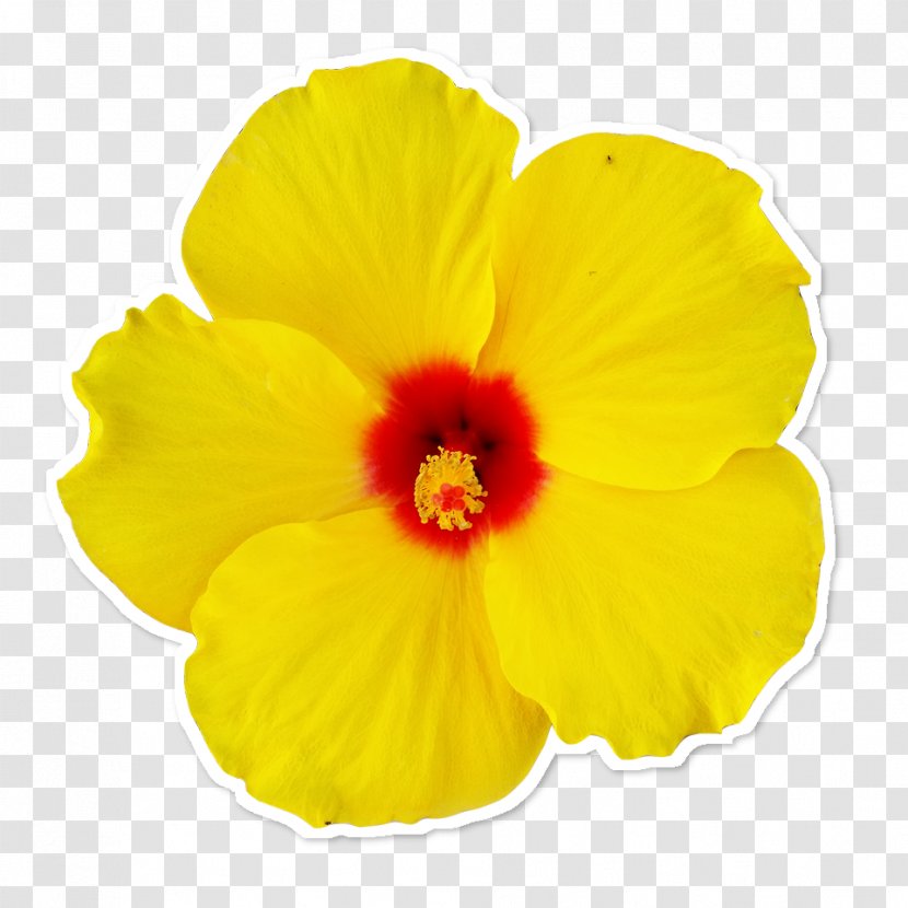 Rosemallows Yellow Flower Petal - Photography Transparent PNG