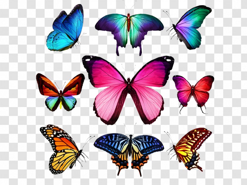 Butterfly Stock Photography Royalty-free Illustration - Arthropod - Collection Transparent PNG