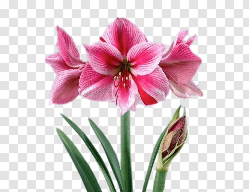 Amaryllis Embryophyta Jersey Lily Houseplant Cut Flowers - Marianne Transparent PNG