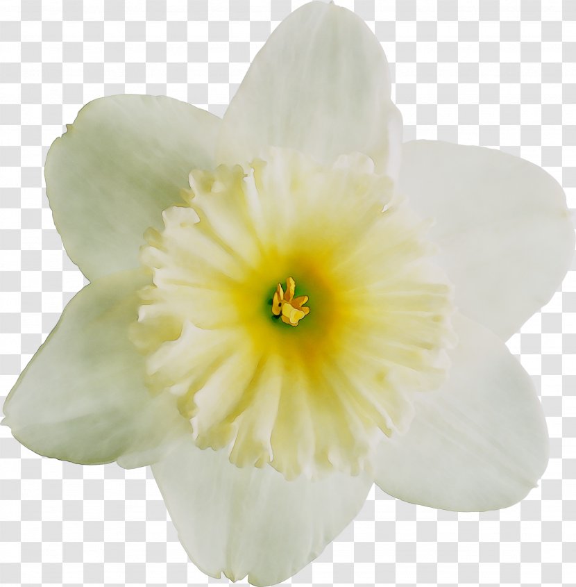 Yellow Narcissus Herbaceous Plant Plants - Perennial - Amaryllis Family Transparent PNG