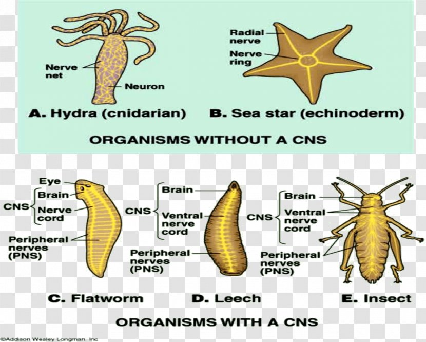 Evolution Of Nervous Systems Central System Invertebrate - Pest - Unicellular Organism Transparent PNG