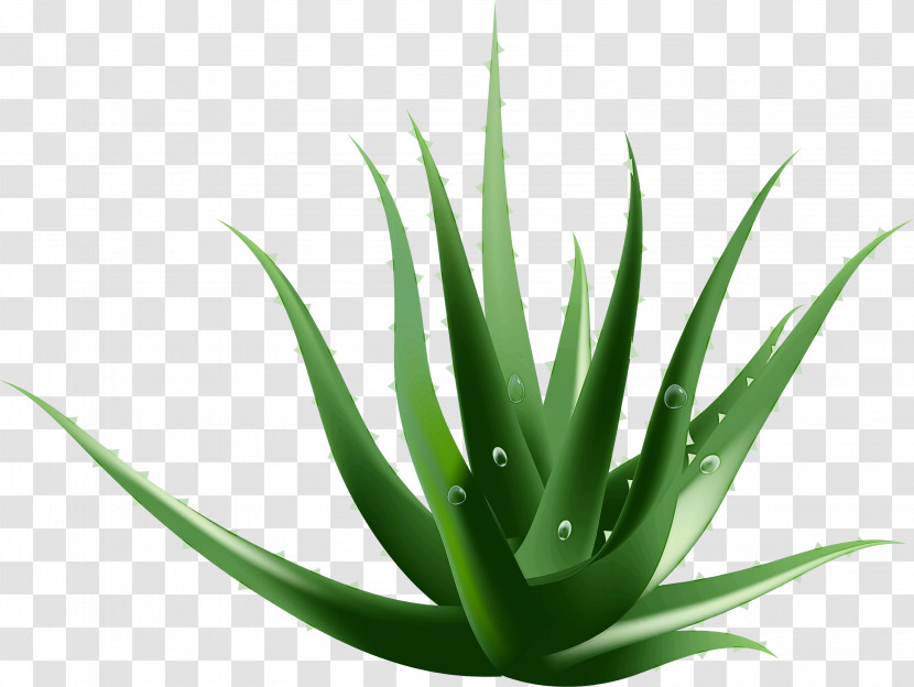Plant Aloe Agave Azul Agave Terrestrial Plant Transparent PNG