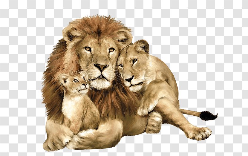 Lion Leopard Tiger Felidae - Image Download Picture Lions Transparent PNG
