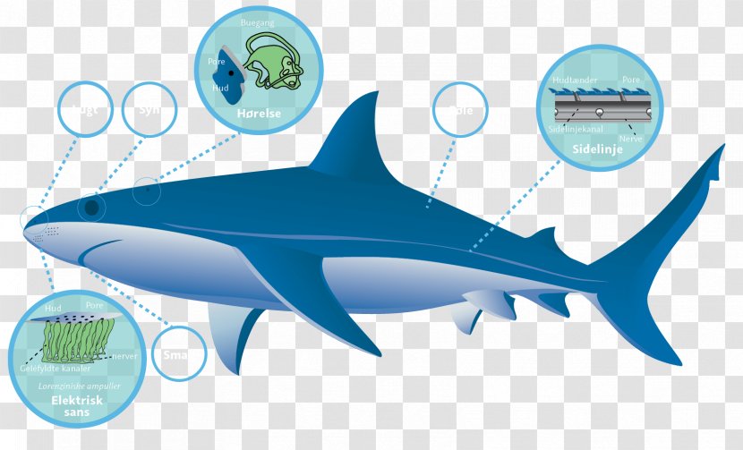 Tiger Shark Clip Art - Pelagic Fish Transparent PNG