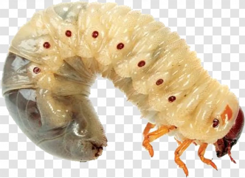 Rat-tailed Maggot Worm Housefly - Maggots Transparent PNG