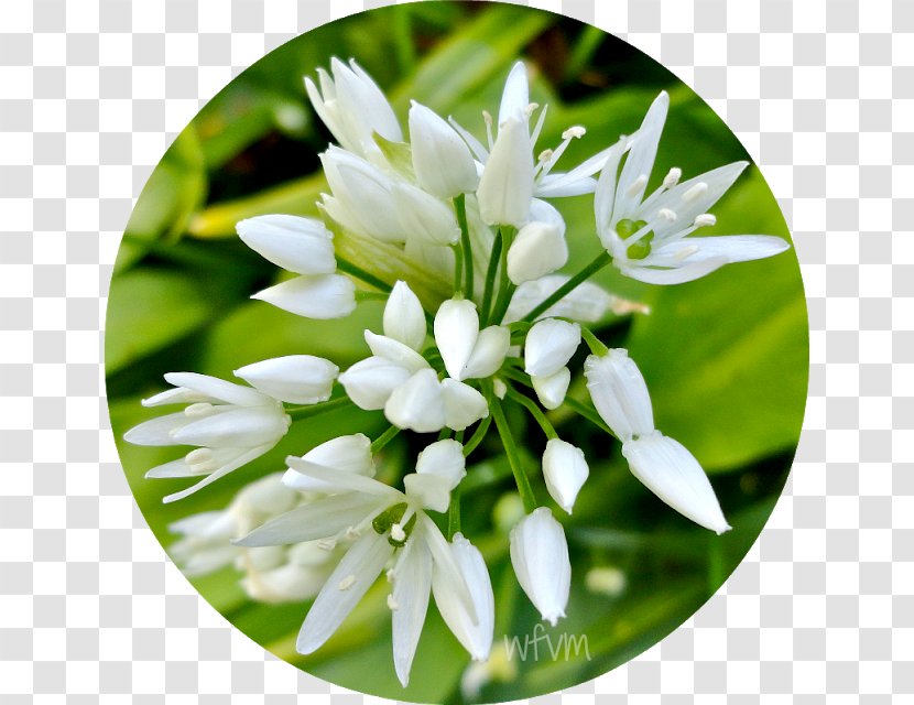 Ramsons - Plant - The Atmosphere Was Strewn With Flowers Transparent PNG