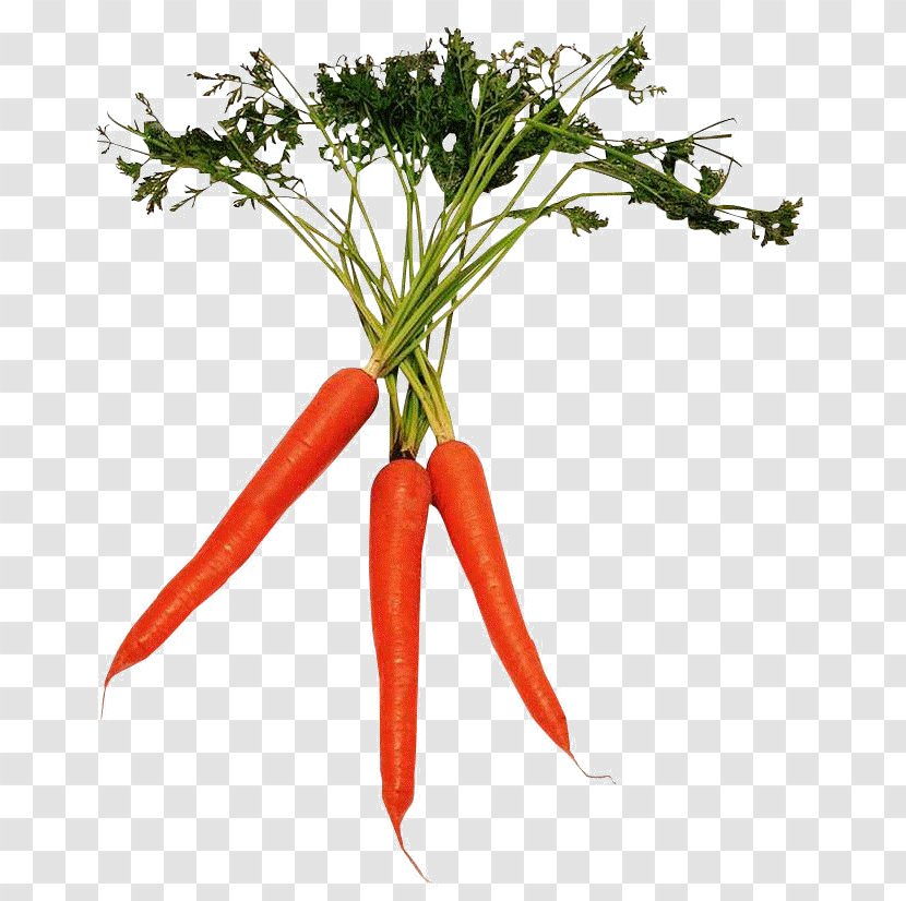 Food Acne Beta-Carotene Eating - Carrot Picture Of Vegetables Transparent PNG