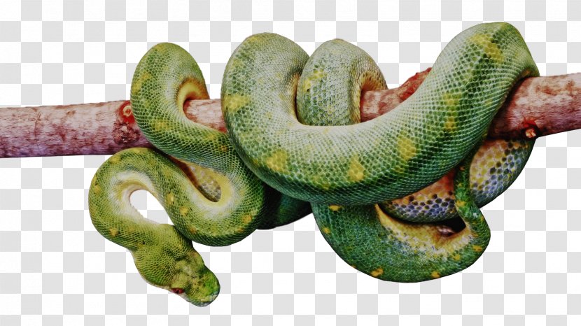 Venomous Snake Vipers Crotalus Cerastes Charming - Animal Transparent PNG