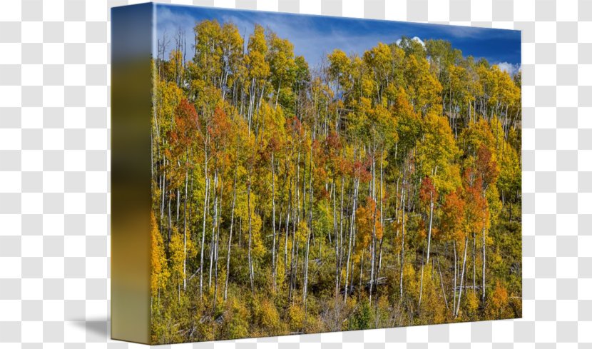 Temperate Broadleaf And Mixed Forest Birch Painting Biome - Landscape - Autumn Transparent PNG