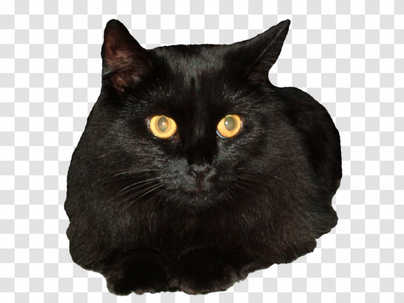 Bombay Cat Siberian Black Clip Art - Snout Transparent PNG