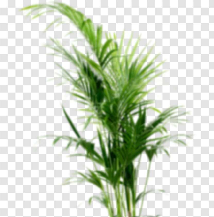 Howea Forsteriana Houseplant Flowerpot Arecaceae - Areca Palm - Plant Transparent PNG