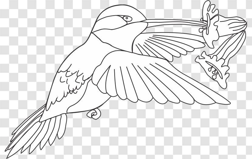 Beak Bird Drawing Line Art Coloring Book - Artwork - Nf Transparent PNG