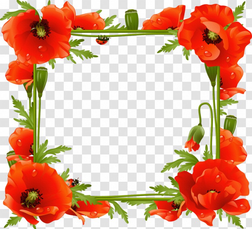 Common Poppy Picture Frames Flower - Orange - Frame Transparent PNG