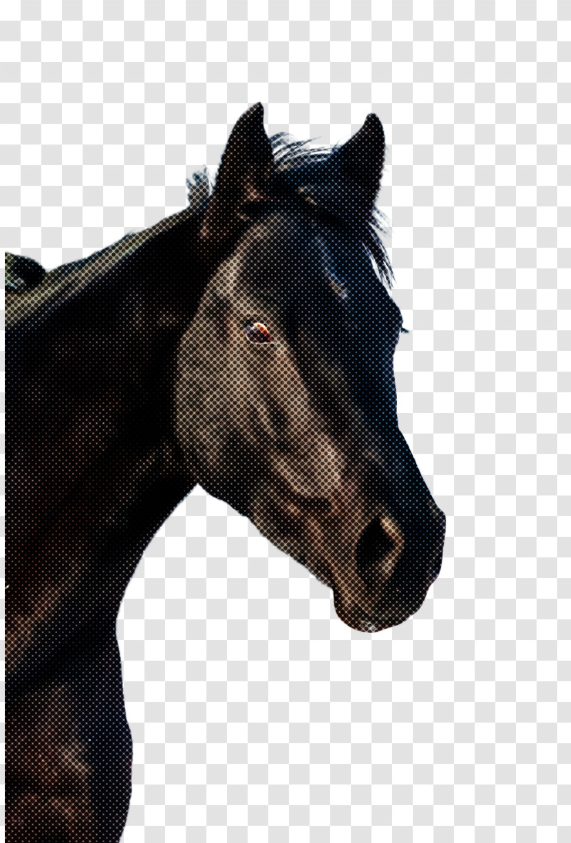 Horse Head Mane Bridle Snout Transparent PNG