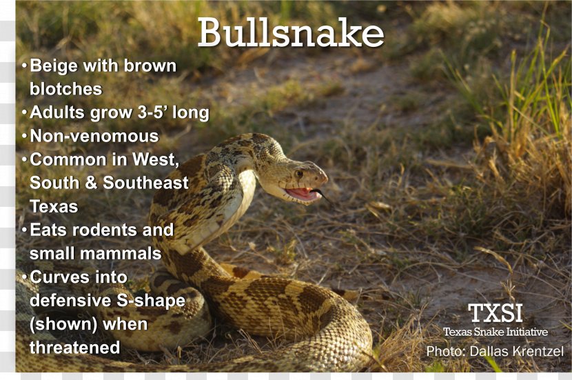 Bullsnake Pine Snake Diapsid Flickr - Scaled Reptile Transparent PNG