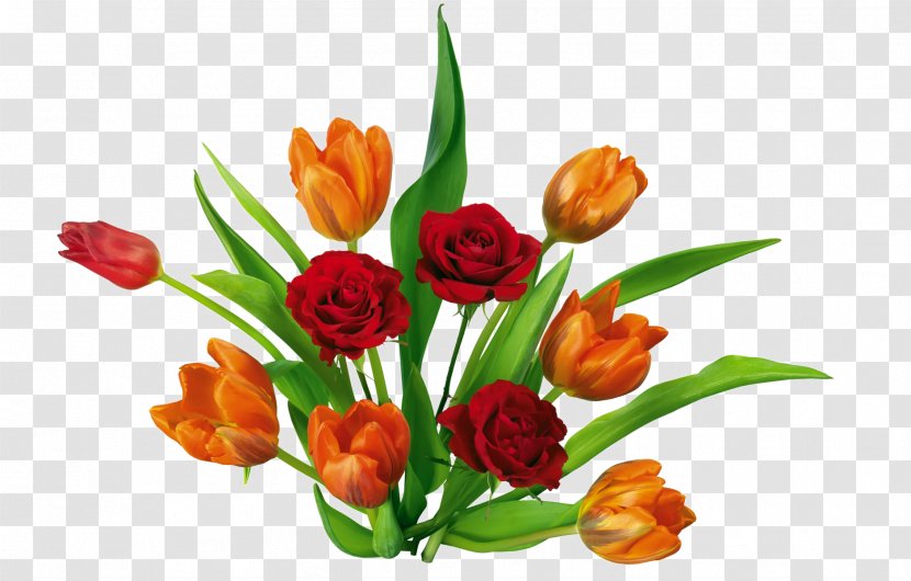 Tulip Flower - Floral Design - Tulips In Full Bloom Transparent PNG