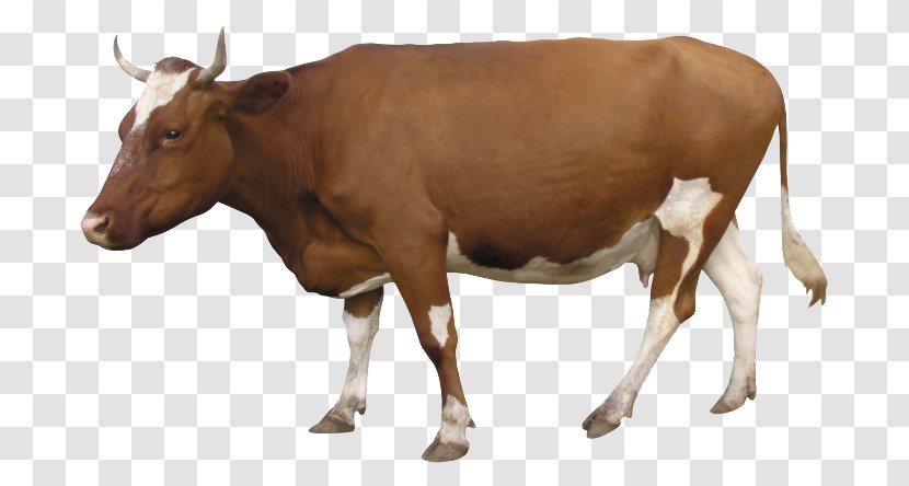 Southern Yellow Cattle Domestic Animal Alibaba Group Veterinary Medicine - Cow Transparent PNG