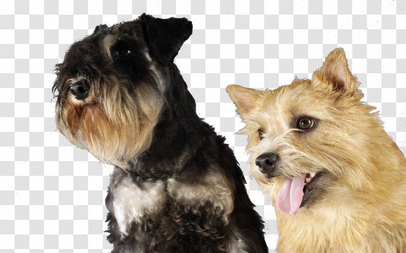 Miniature Schnauzer Norwich Terrier Cairn Yorkshire Lakeland - The Luo Weishi Pet Transparent PNG