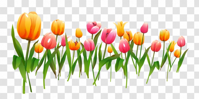 Tulip Flower Computer File - Lily Family Transparent PNG