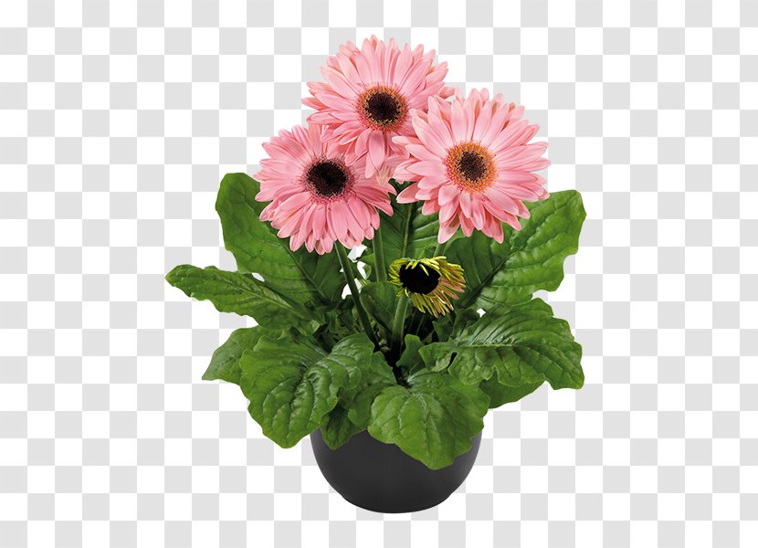 Transvaal Daisy Flowerpot Plant Floral Design - Annual Transparent PNG