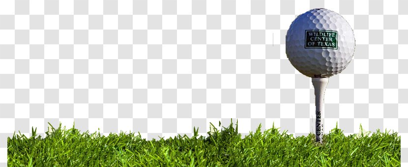 Golf Balls Pitch And Putt Tees Wood - Sport - Tee Transparent PNG