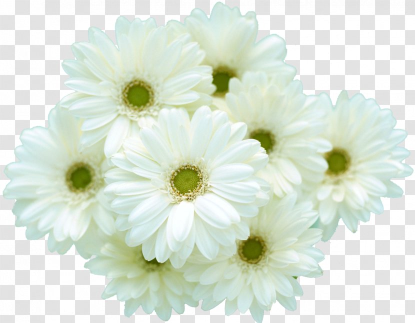 Desktop Wallpaper Flower Petal - Floristry Transparent PNG