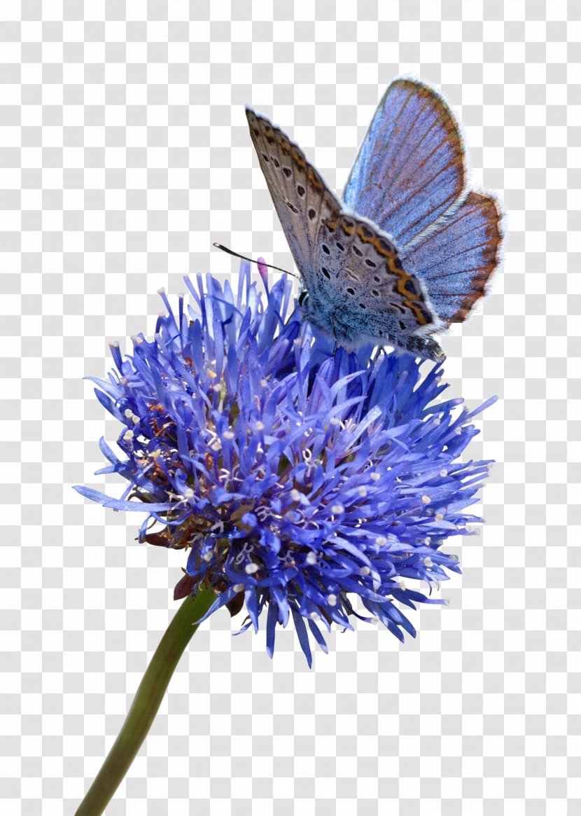 Butterfly Stock Photography Flower Blue White - Curd Transparent PNG