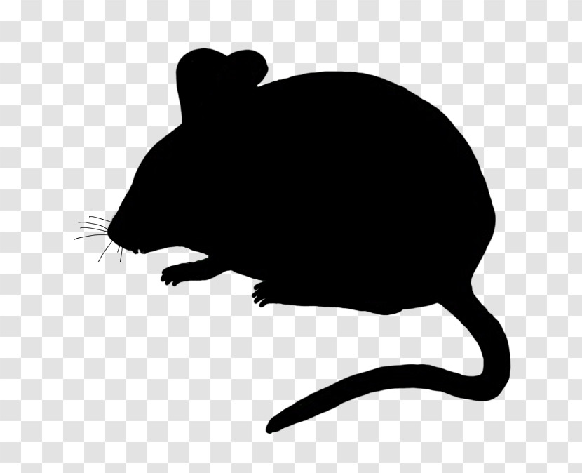 Rat Muridae Pest Mouse Muroidea Transparent PNG