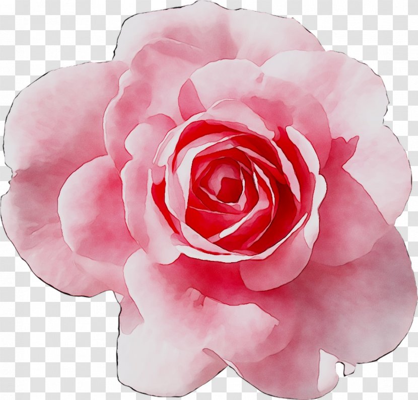 Garden Roses Cabbage Rose Floribunda Japanese Camellia Brunch - Maternal Insult - Family Transparent PNG