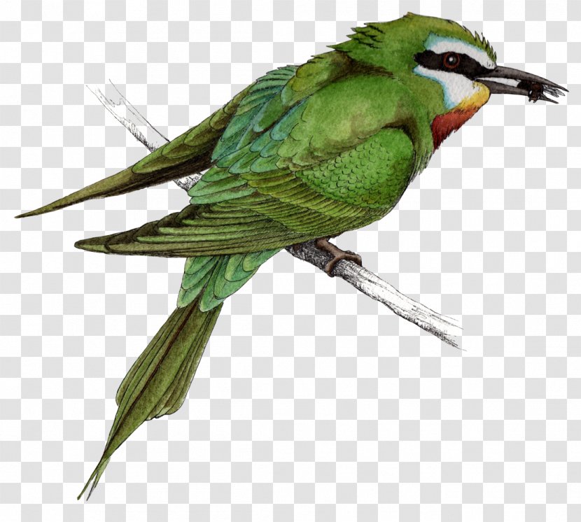 Macaw Parakeet Feather Beak Fauna Transparent PNG