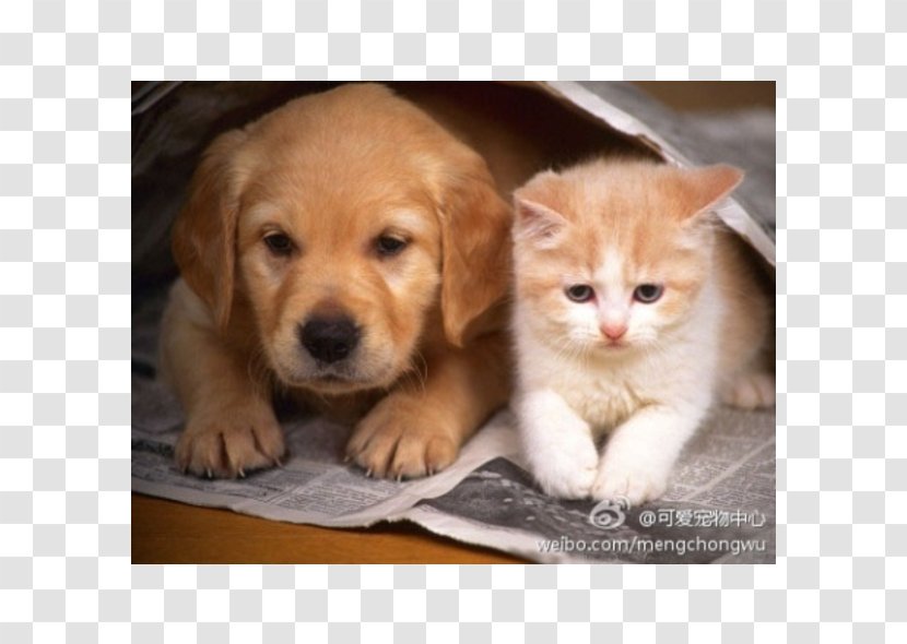 Puppy Kitten Cat Beagle Golden Retriever - Like Mammal Transparent PNG