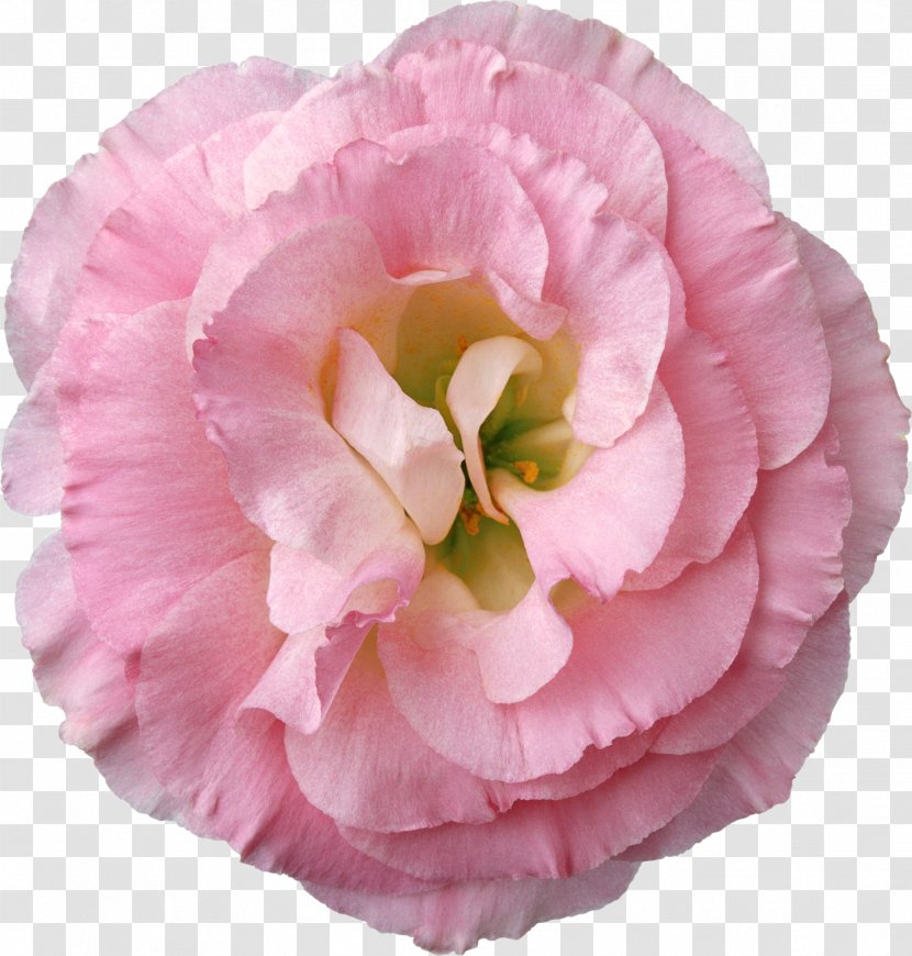 Baku Flower Festival Garden Roses Bouquet - Cut Flowers Transparent PNG