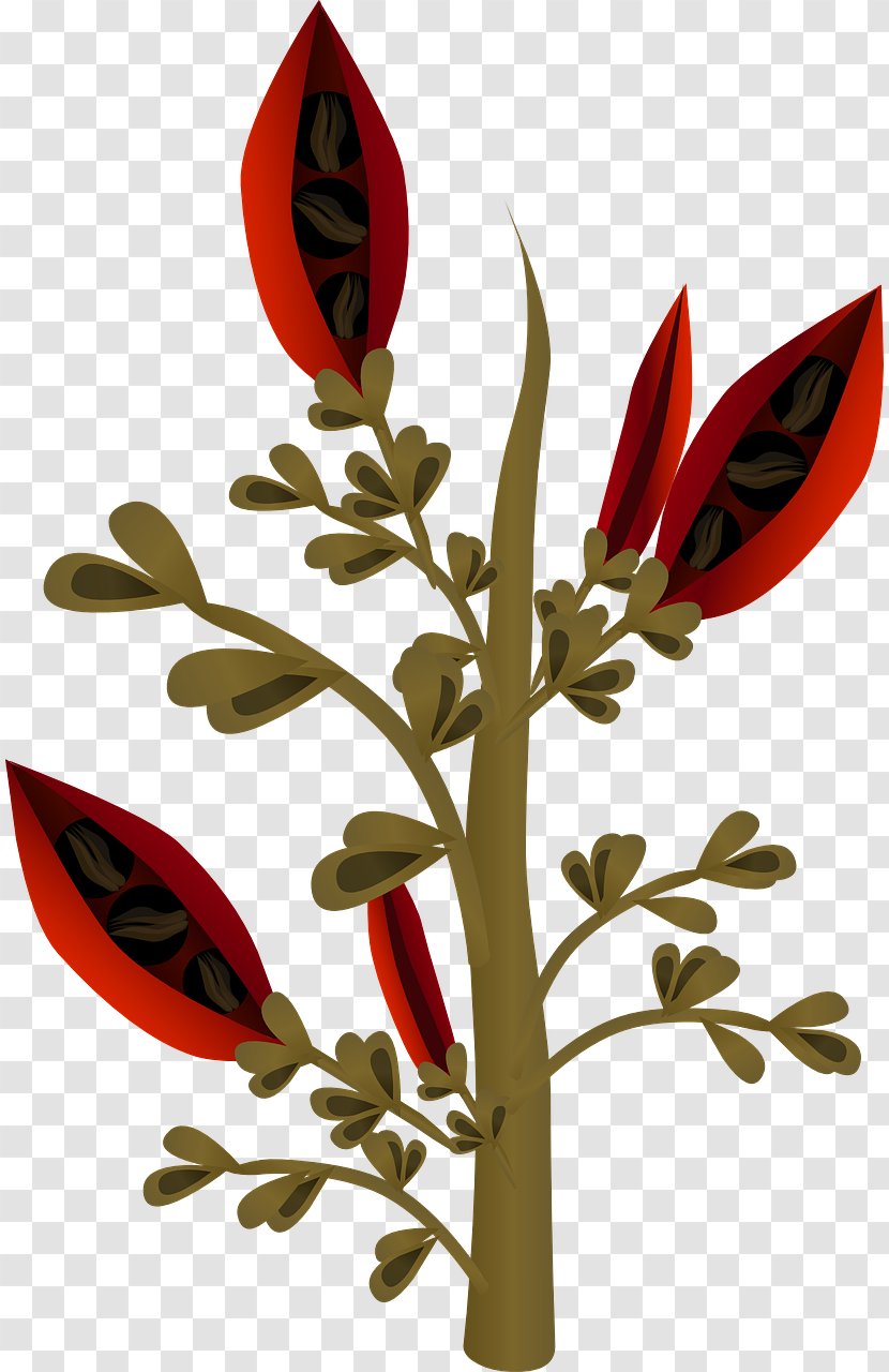 Seed Plant Clip Art - Flower - Red Transparent PNG