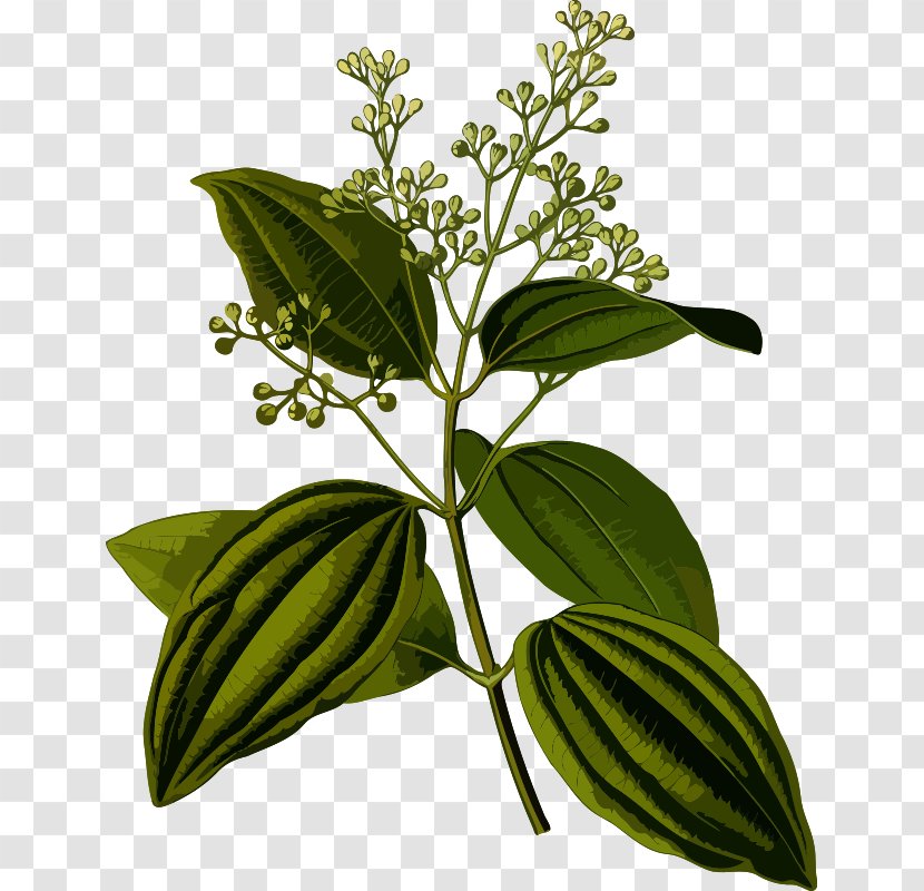 Köhler's Medicinal Plants Indian Cuisine Sri Lanka Cinnamon Chinese - Leaf - Bark Transparent PNG