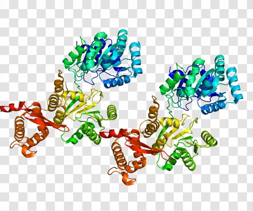 RecQ Helicase RECQL4 Genetics - Frame - Flower Transparent PNG