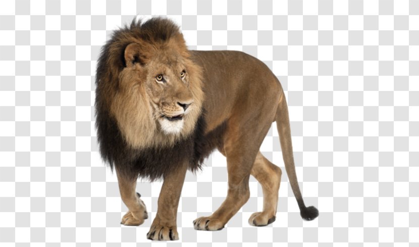 East African Lion Felidae Roar - Cat Like Mammal Transparent PNG