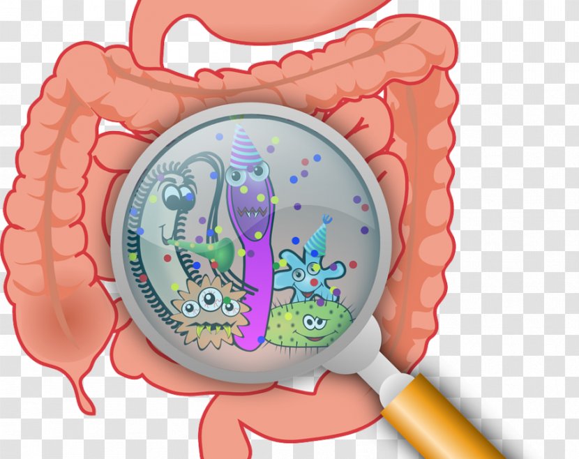 Gastrointestinal Tract Gut Flora Health Dientamoeba Fragilis Nutrition - Cartoon Transparent PNG
