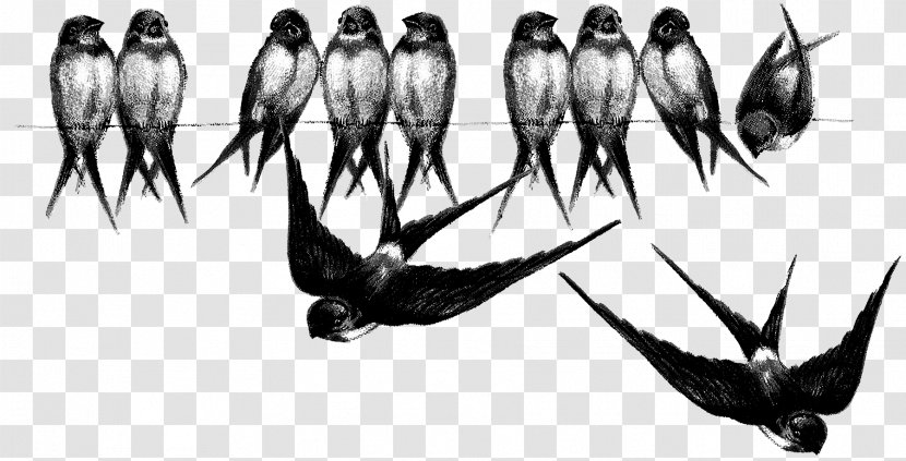 Barn Swallow Bird Drawing Blue - Tattoo Transparent PNG