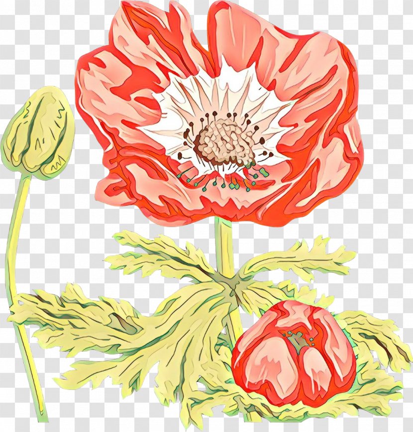 Flower Cut Flowers Plant Clip Art Poppy Family - Coquelicot Protea Transparent PNG