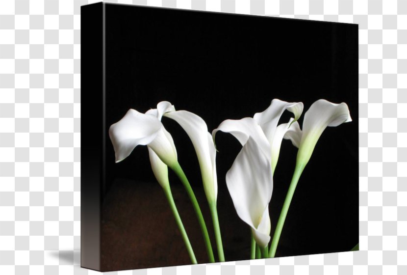 Calas Still Life Photography - White - Arumlily Transparent PNG