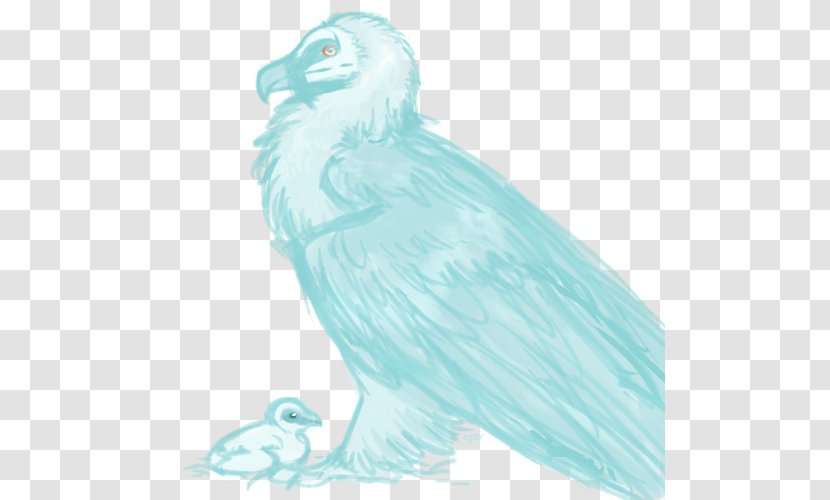 Bald Eagle Owl Beak Feather Transparent PNG